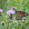 Monarch