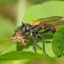 Robber fly