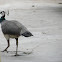 Peahen