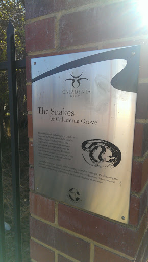 The Snakes of Caladenia Grove