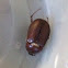 May Beetle (June Beetle, June Bug)