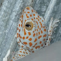 Tokay Gecko
