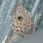 Tokay Gecko