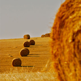 by Julie Zaranek - Landscape & Nature Prairies, Meadows & Fields