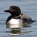 Common Loon