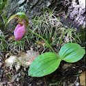 Pink Lady's Slipper