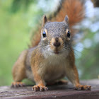 North American Red Squirrel