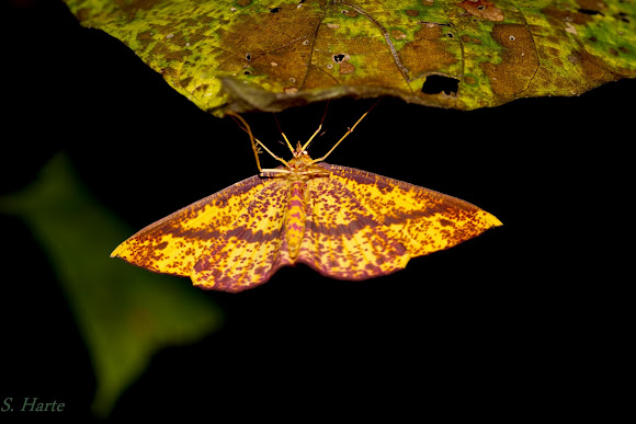 Spotting Image 1