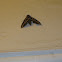 Vine Sphinx Moth