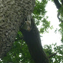 Eastern gray squirrel