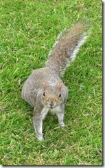 squirrel3