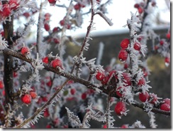 frost on cotoneaster2
