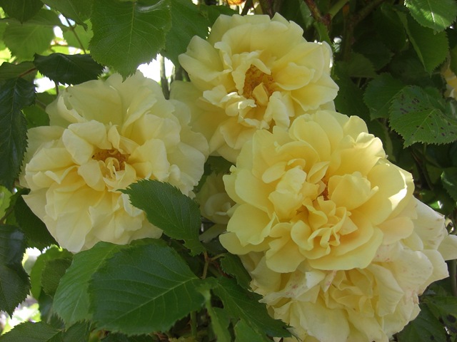 [alnwick gardenyellow rose[4].jpg]