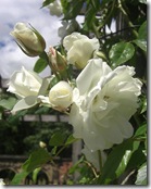 alnwick garden white rose