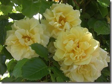 alnwick gardenyellow rose