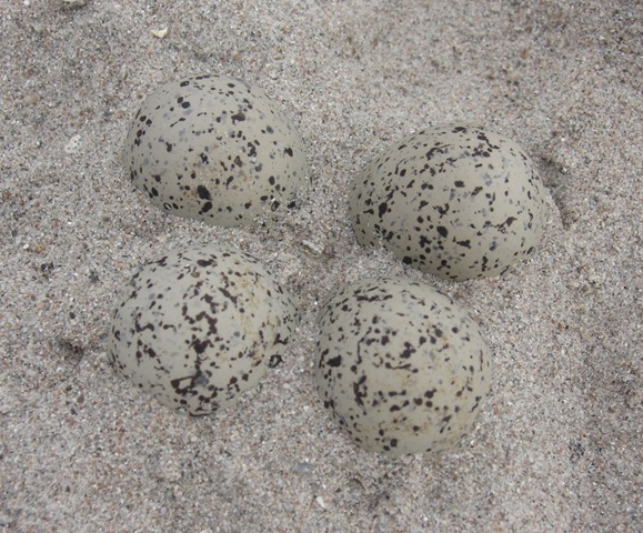 [deserted plover's eggs[6].jpg]