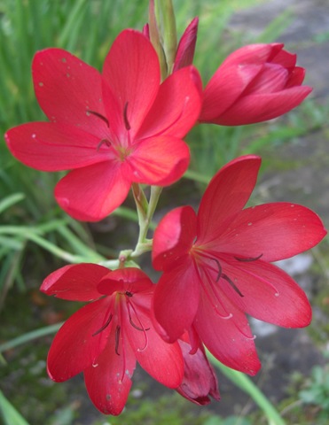 [craigieburn red flower[20].jpg]