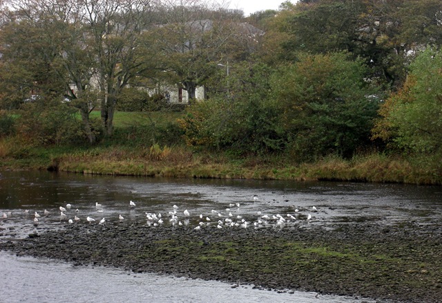 [gulls on the river[4].jpg]
