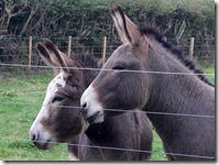 donkeys3