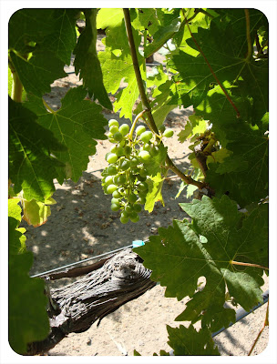 grapes at beringer