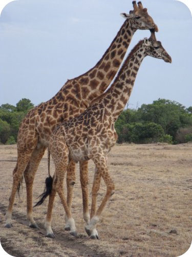 giraffs