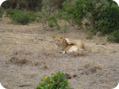 lion doing yoga