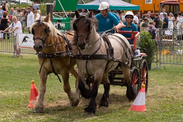 Trekpaardenmenwedstrijd op de oogstfeesten te Alken trekpaardenmenwedstrijd op de oogstfeesten te Alken