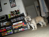 One of the few pictures of Teddy's face we've been able to get since we got him 4 years ago.
