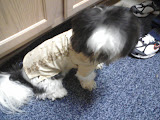 Gizmo in his Hawiian shirt