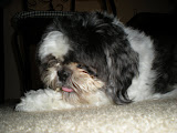 Gizmo eating a candy cane rawhide.  OM NOM NOM NOM!