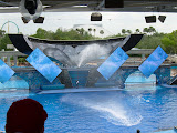 There's an orca swimming in there somewhere.