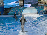 This orca got some air!