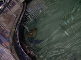 Sharks and sting rays in a tank.