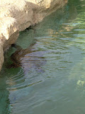 Ooooh look, a turtle!