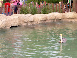 Bird swimming around with the turtles.