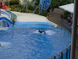 Round and round the tank.