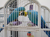 Blue macaws in a cage.