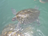Turtles swimming in one of the tanks.