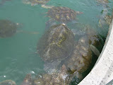 This one is covered in algae.
