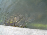 Grand Cayman 050.JPG
