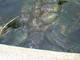 Grand Cayman 055.JPG