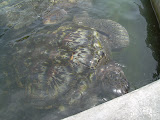 Grand Cayman 057.JPG