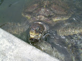 Why hello there Mr. Turtle.