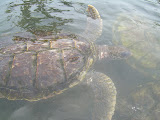 More of the turtles.