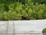 Wild chicken roaming around the turtle farm.