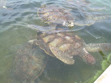 Grand Cayman 081.JPG