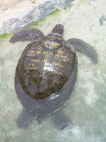 Turtle in one of the nesting tanks.