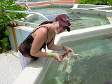 Katie picking up more turtles.