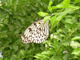 Close up of a butterfly.