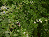 Can you spot this butterfly? It's black and white.